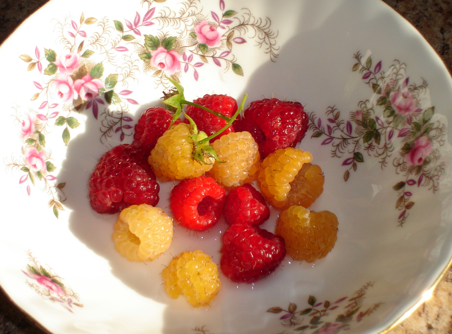 [bowl_of_surprise_raspberries.png]