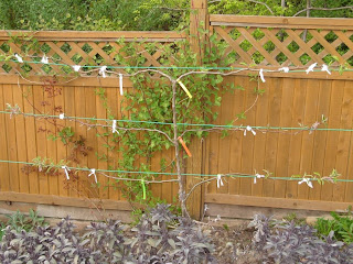 Another view of my espalier pear tree