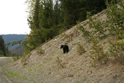 Black bear in Manning Park, BC