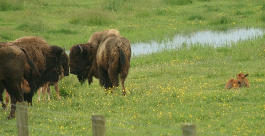 Bison huddle
