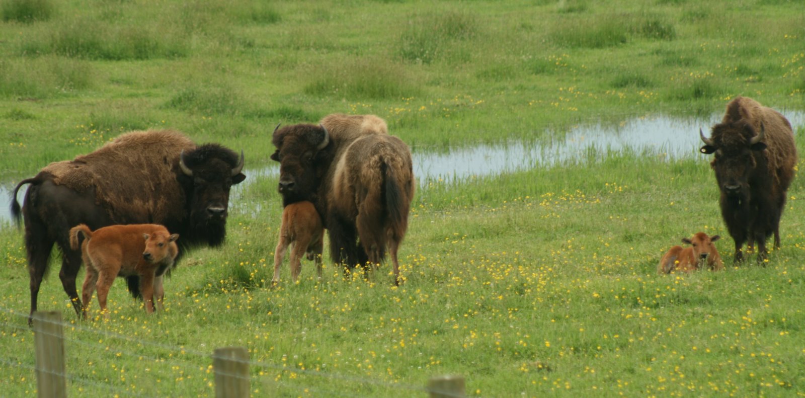 Bison moms and calves
