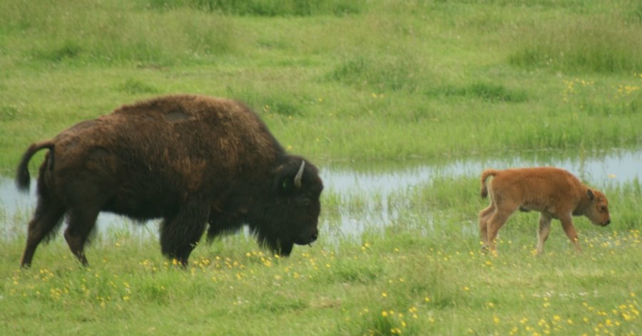 Another bison with calf