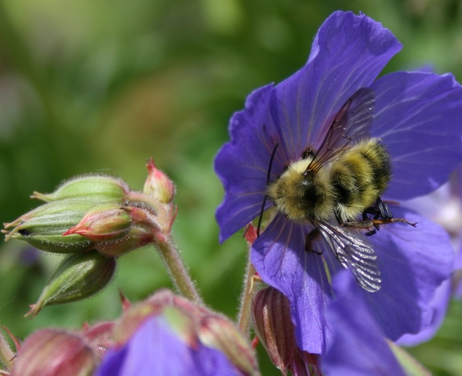 Bumblebee on geranium Victor Reiter
