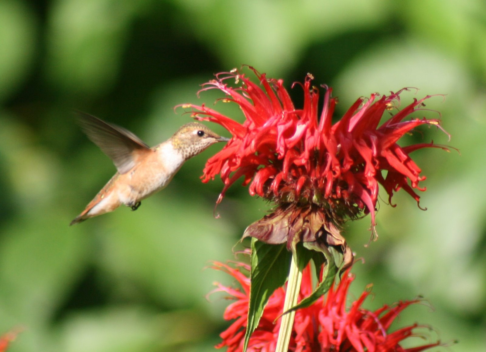 Hummingbird and monarda