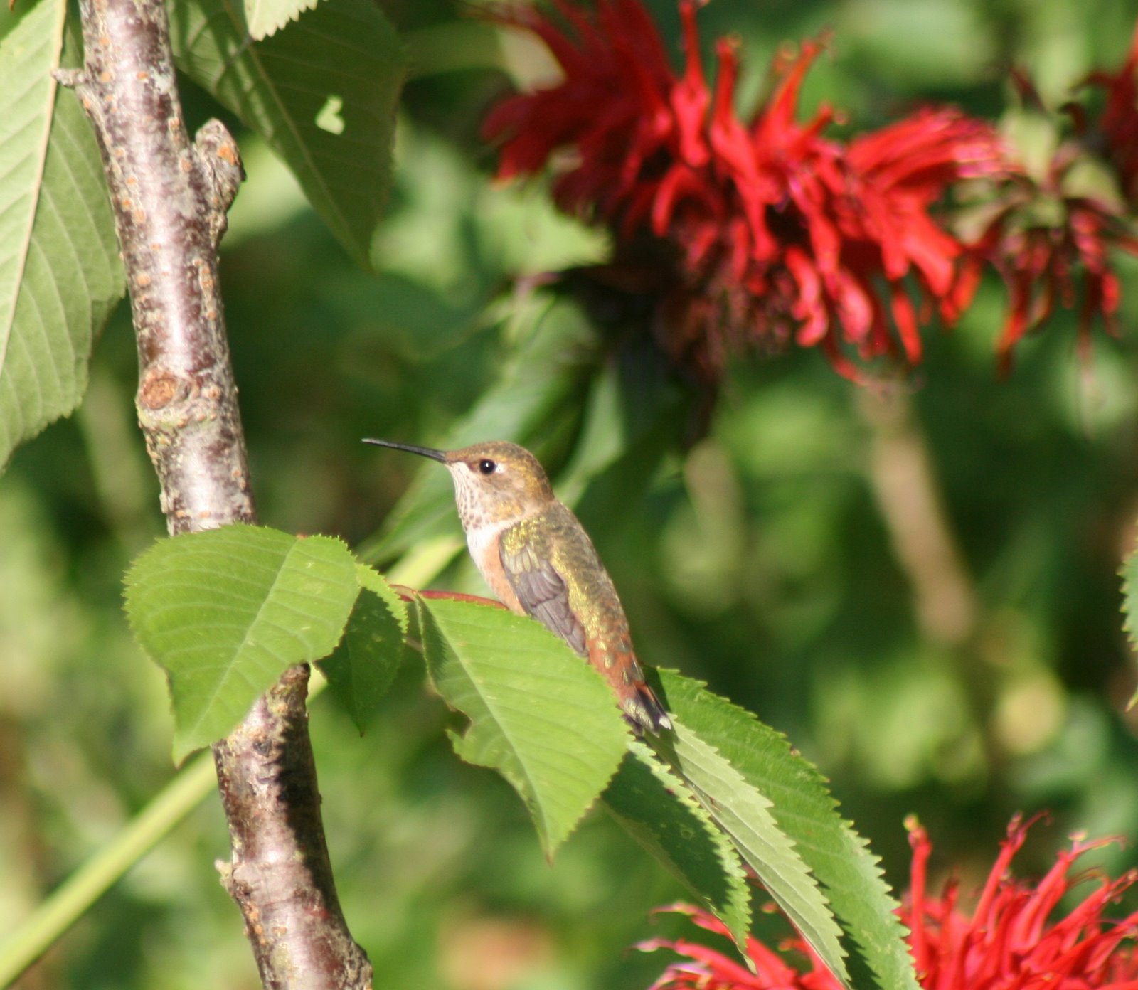 Hummingbird sitting in cherry tree