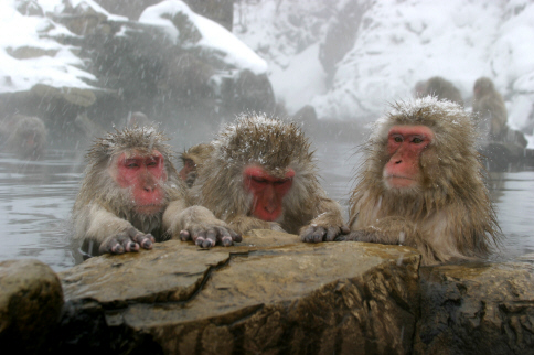 [snow-monkeys-official.jpg]