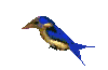 [3D_bird.gif___1121861734851.gif]