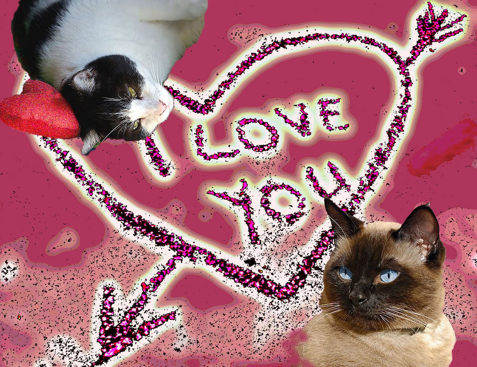 [Kitty+Love.jpg]