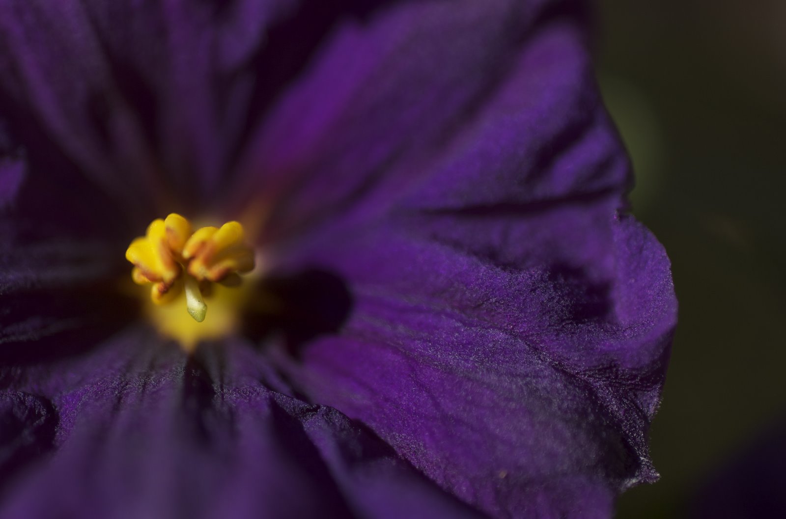 [purpleflower.NEF.jpg]