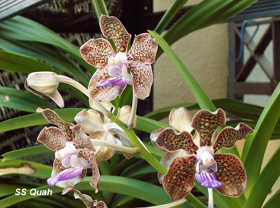[Orchids10-20071230.JPG]