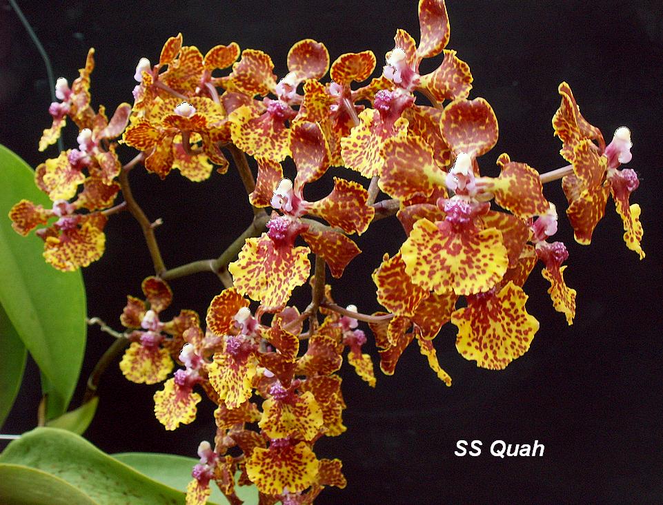 [Orchids23-20080216.JPG]