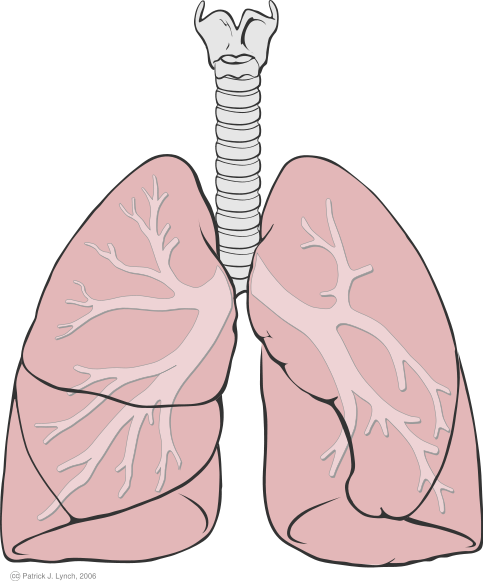 [483px-Lungs_diagram_simple.svg]