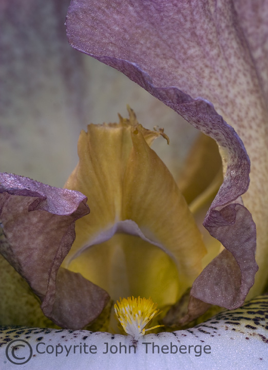 [Rootbeer+Iris+Close+Up.jpg]