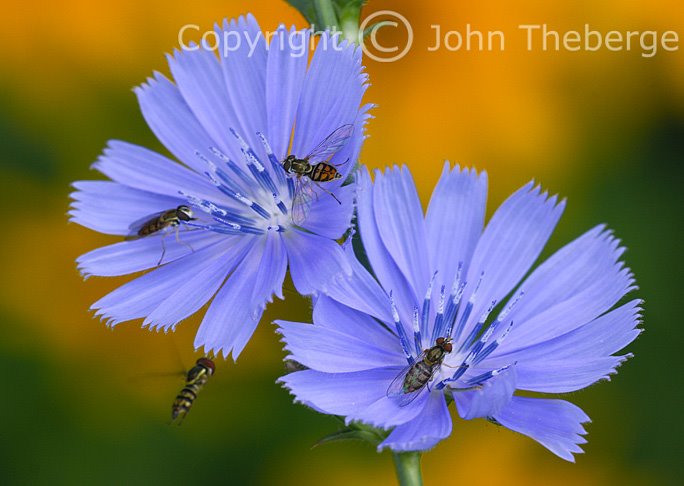 [Chicory+and+Hoverflies.jpg]
