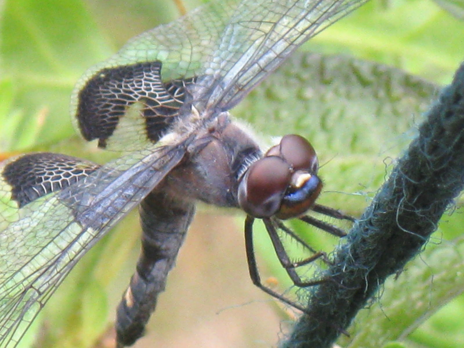 [closeup+dragonfly.jpg]
