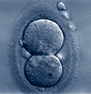 [embryo.jpg]