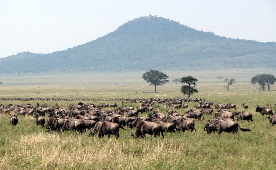 [Serengeti_Migration1.jpg]
