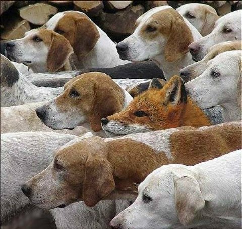 [fox+hunt.jpg]