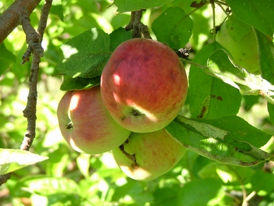 [apples.JPG]