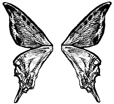 [fairy-wings-3.jpg]
