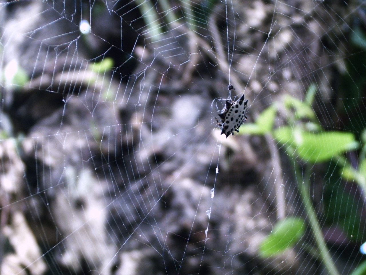 [spider+web.JPG]