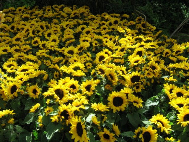 [Sunflowers+2.jpg]