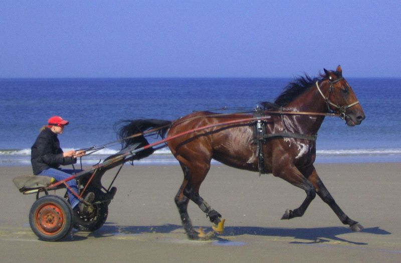 [Horse+on+beach.jpg]