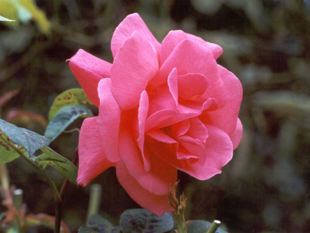 [tea-rose-pink.jpg]