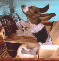 [DOG+DRIVIN+(2).GIF]