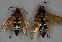 [240px-Cicada_Killer_Wasp.jpg]