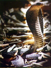 Cobra (Naja sputatrik)