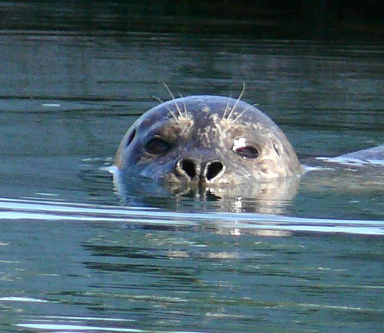 [Seals+Moss+Harbor+07+022.jpg]