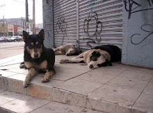 Perros Vagos en Chile