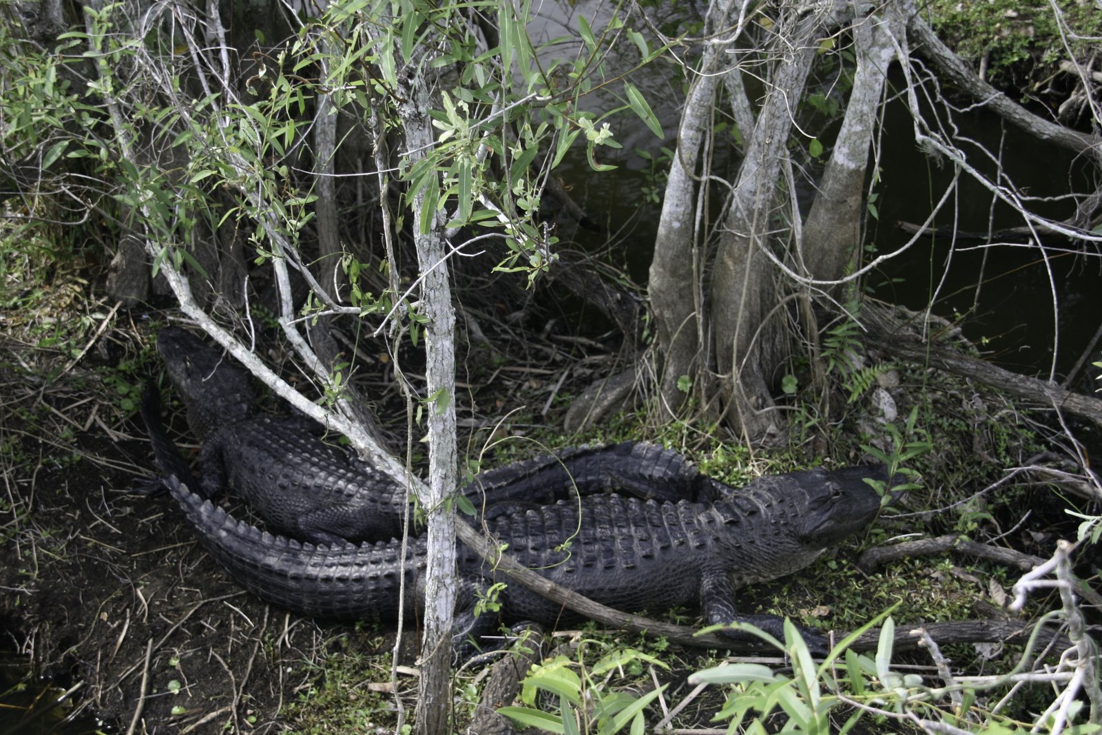 [America+Aliigators,+Everglades.jpg]