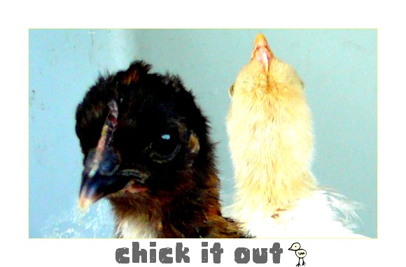 [chick+it+out.jpg]