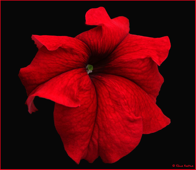 [red+flower.jpg]