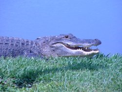 [Alligator.jpg]