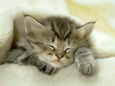 [cute_kitten_2.jpg]