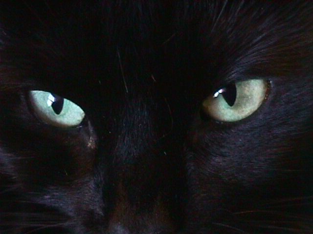 [cats-eyes.jpg]