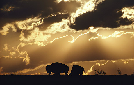[prairies-bison-normal.jpg]