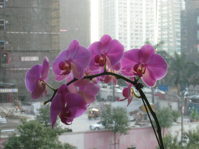 [orchidbloom.jpg]