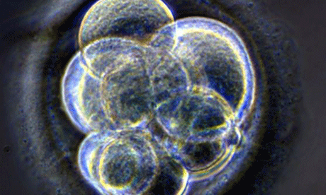 [Embryo1.gif]