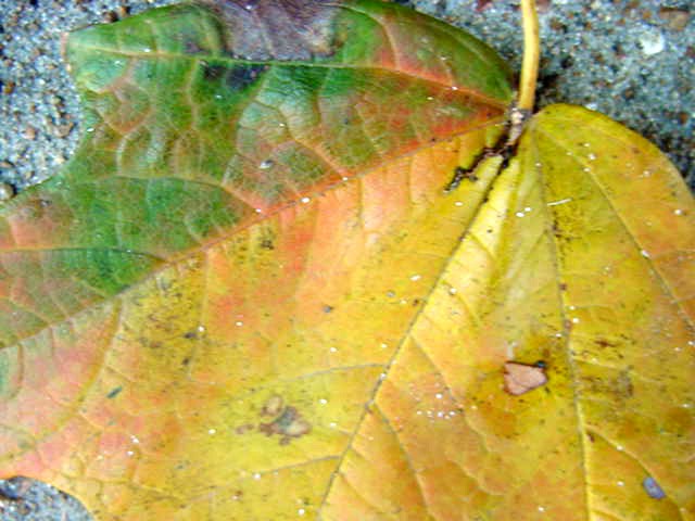 [fall+brick+det++leaf.jpg]