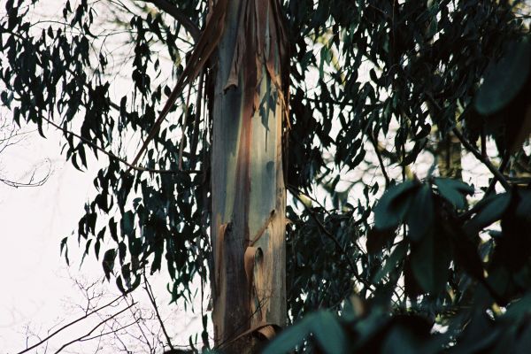 [Eucalyptus+Bark.jpg]