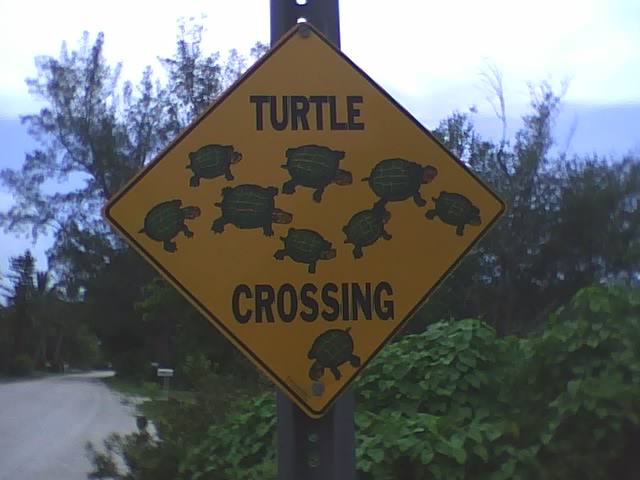 [turtle+crossing.jpg]
