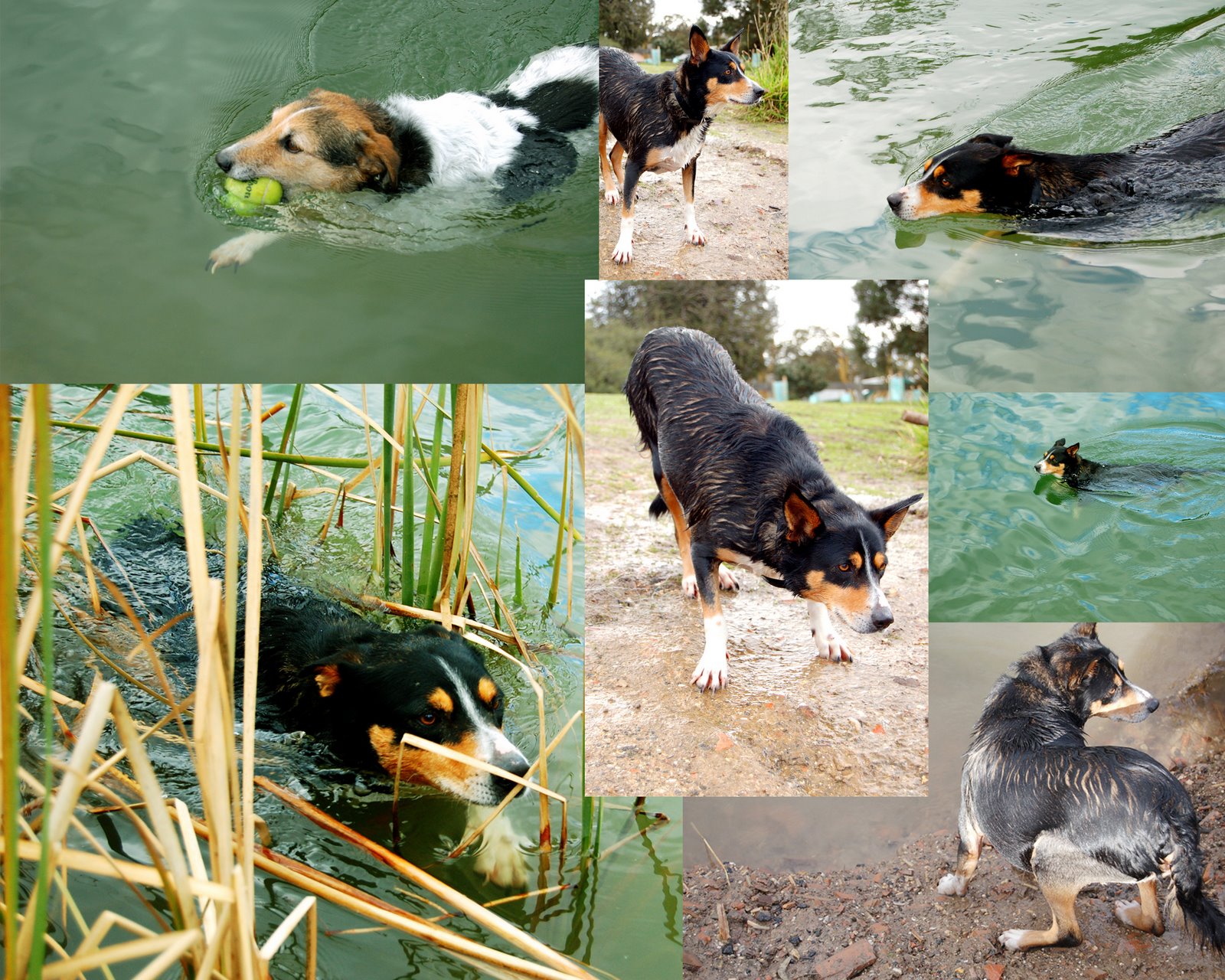 [dogs+swim_edited-1.jpg]
