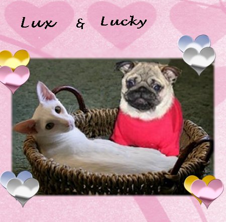 [Lux+&+Lucky.jpg]
