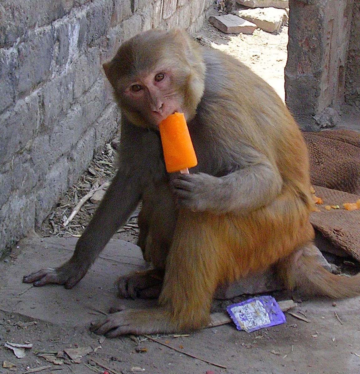 [Monkey+enjoying+icecream+stick+as+murcury+goes+up+in+Amritssar.jpg]