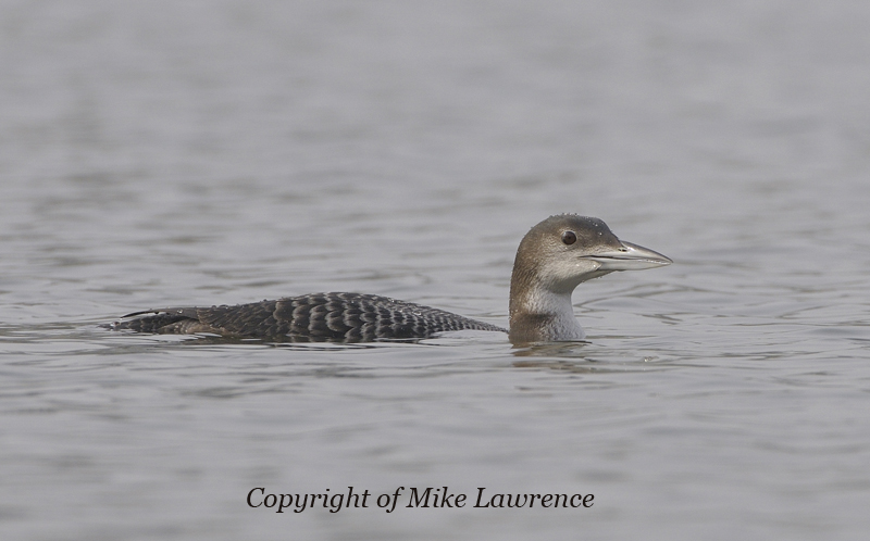 [Great-northern-diver-pic3.jpg]