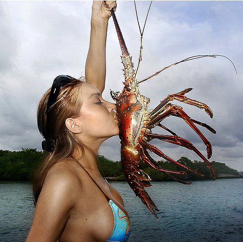 [lobster.bmp]